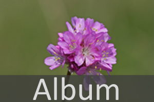 Bleiwurzgewächse (Plumbaginaceae)